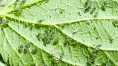 Closeup of Aphid colony ( Hemiptera: Aphididae ) on nettle leaf in 4K VIDEO. Macro footage of insect pests - plant lice, greenfly, blackfly or whitefly - sucking juice from plant. 