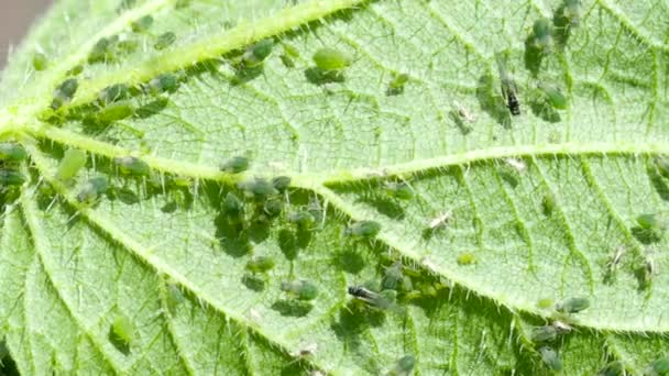 Closeup Aphid Colony Hemiptera Aphididae Nettle Leaf Video Macro Footage — Stockvideo