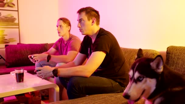 Two Happy Friends Siberian Husky Dog Playing Action Video Game — 图库视频影像
