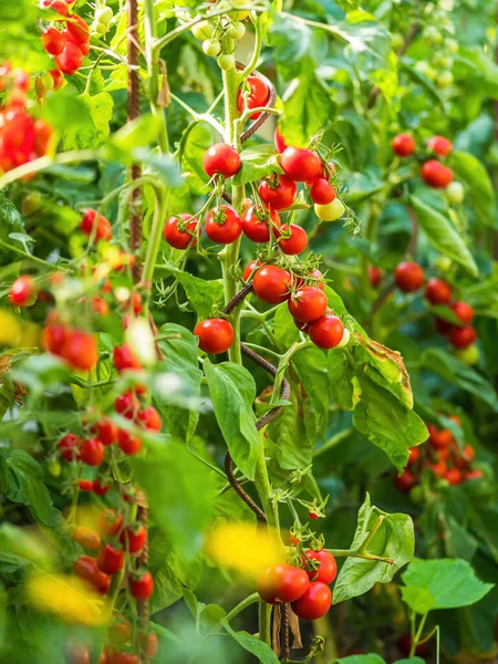 Pianta Matura Pomodoro Che Cresce Serra Mazzo Fresco Pomodori Naturali — Foto Stock