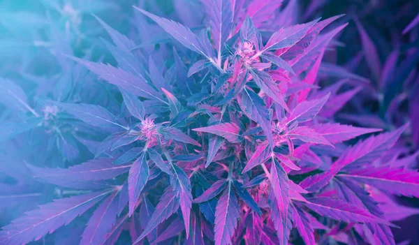 Rijp Cannabisplant Short Rider Bloeiende Vrouwelijke Marihuana Bloem Bladeren Groeien — Stockfoto