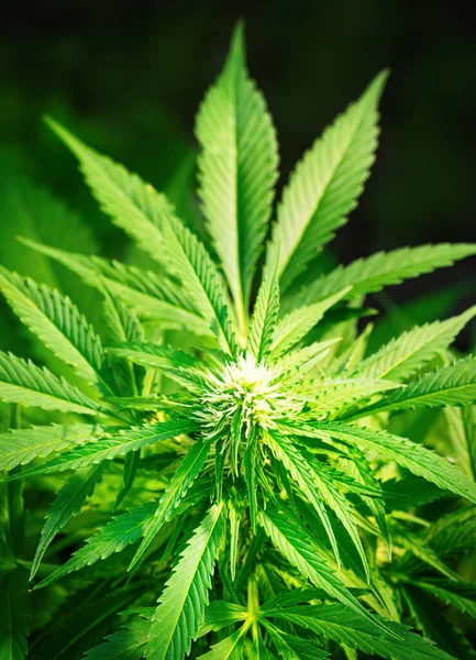 Rijpe Cannabisplant Hennep Bloeiende Vrouwelijke Marihuana Bloem Bladeren Groeien Zelfgemaakte — Stockfoto