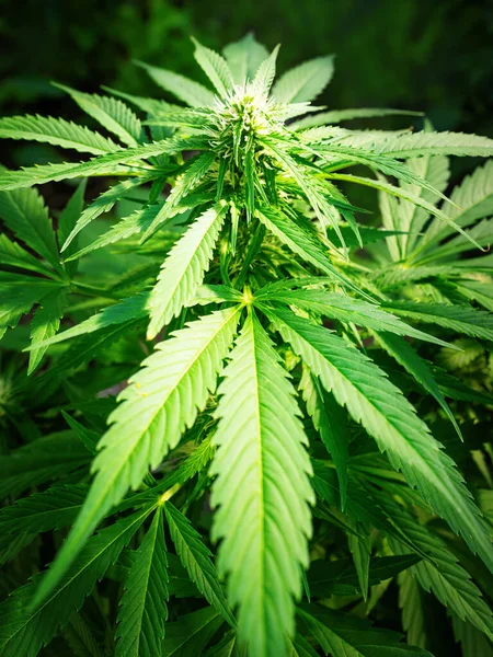 Rijpe Cannabisplant Hennep Bloeiende Vrouwelijke Marihuana Bloem Bladeren Groeien Zelfgemaakte — Stockfoto