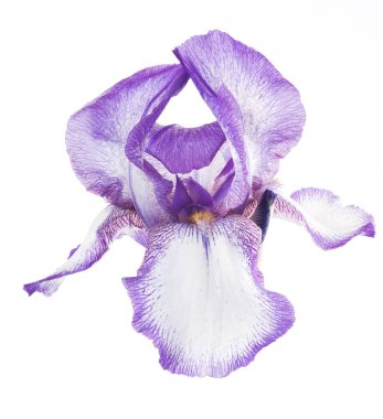 Beyaz arka planda izole edilmiş güzel mor süsen çiçeği kafası. Stüdyo çekimi.