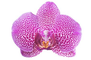 Beyaz arka planda izole edilmiş güzel mor orkide çiçeği kafası. Stüdyo çekimi.