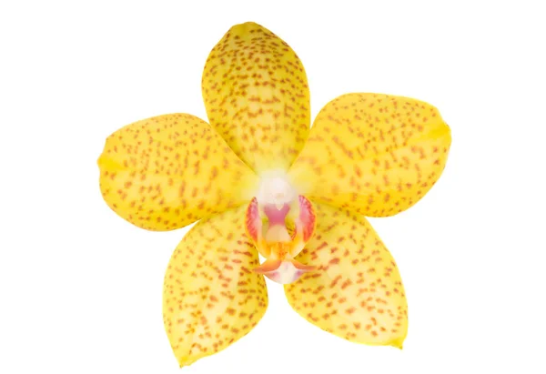 Beautiful Luxury Yellow Orchid Flower Head Isolated White Background Studio — Stock Photo, Image