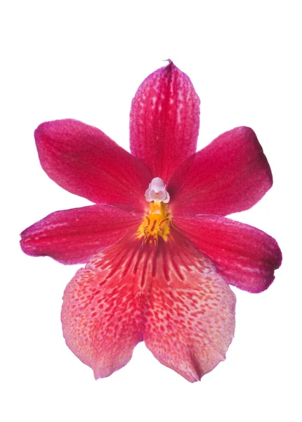 Bella Testa Fiore Orchidea Rossa Lusso Isolata Sfondo Bianco Studio — Foto Stock