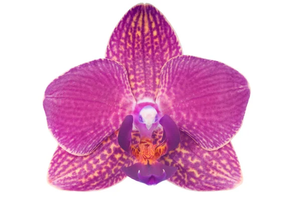 Beautiful Luxury Purple Orchid Flower Head Isolated White Background Studio — Stock Photo, Image
