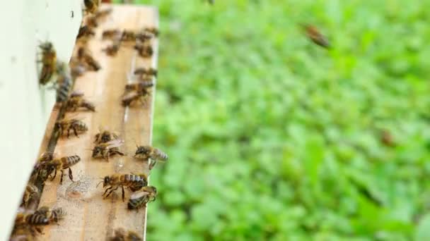 成群结队的蜜蜂带着花粉飞到4K Video蜂箱的蜂窝着陆板 有机生物组织耕作 动物权利 回到自然的概念 后续行动 — 图库视频影像