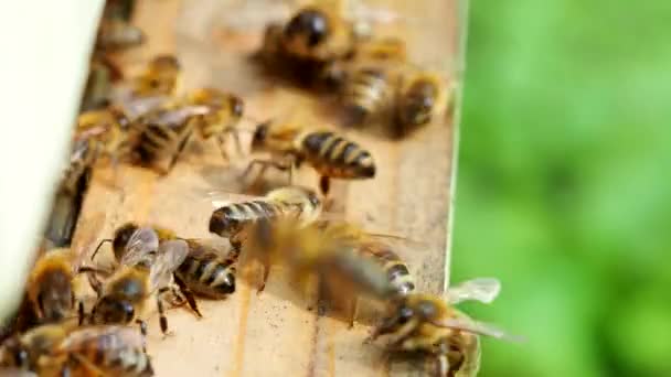 Rój Pszczół Miodnych Niosących Pyłek Lecących Deski Rozdzielczej Ula Pasiece — Wideo stockowe