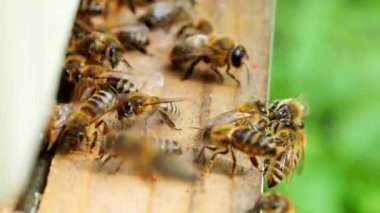 Polen taşıyan ve 4K VIDEO 'daki arı kovanına uçan bal arıları sürüsü. Organik BIO tarımı, hayvan hakları, doğa kavramına dönüş. Yakın plan..