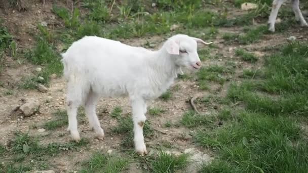 Ziegenmädchen Zuckt Kaut Und Isst Frisches Grünes Gras Garten Des — Stockvideo