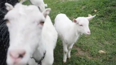 HD VIDEO 'daki bahçede meraklı keçiler ve kuzular. Organik bir çiftlikte özgürce otlayan ve ilginç bir şekilde insan ziyaretçiyi karşılayan serbest tarım memelileri ve kara kediler.. 