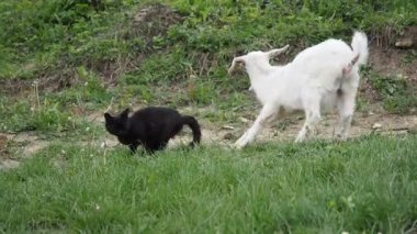 HD VIDEO 'daki bahçede yavru keçi ve kara kedi. Organik bir çiftlikte özgürce otlayan ve ilginç bir şekilde siyah kediyi koklayan özgür bir keçi..
