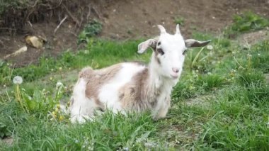 HD VIDEO 'daki çiftliğin bahçesinde seğiriyor, çiğniyor ve taze yeşil ot yiyor. Organik BIO tarımı, hayvan hakları, doğa kavramına dönüş..