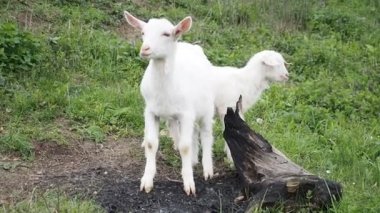 HD VIDEO 'daki çiftliğin bahçesinde seğiriyor, çiğniyor ve taze yeşil ot yiyor. Organik BIO tarımı, hayvan hakları, doğa kavramına dönüş..