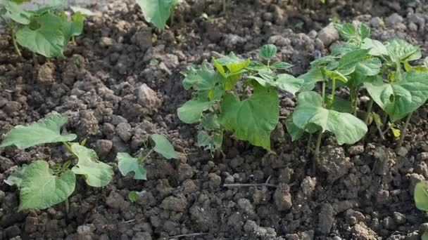 Hdビデオで庭に播種された腎臓豆 自家製の庭で成長している腎臓豆の若い緑の植物のパッチ 有機農業 健康食品 Bioの流行 自然概念に戻る — ストック動画