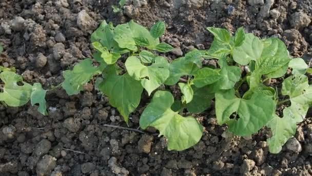 Semillas Frijoles Jardín Video Parche Plantas Jóvenes Verdes Frijol Riñón — Vídeos de Stock