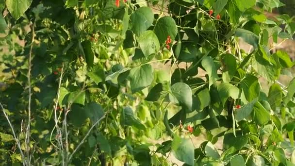 Schöne Blühende Nierenbohnenpflanzen Mit Roten Blüten Hausgemachten Garten Video Biolandbau — Stockvideo