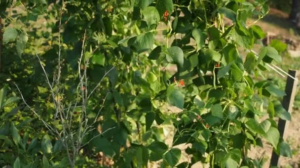 Mooie Bloeiende Planten Van Nierboon Met Rode Bloemen Zelfgemaakte Tuin — Stockvideo