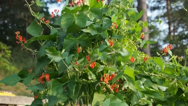 Hdビデオで自家製の庭で赤い花と腎臓豆の美しい開花植物 有機農業 健康食品 Bioの流行 自然概念に戻る — ストック動画