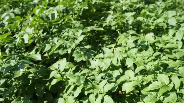 Grüne Junge Kartoffelpflanzen Wachsen Garten Video Aus Nächster Nähe Biolandbau — Stockvideo