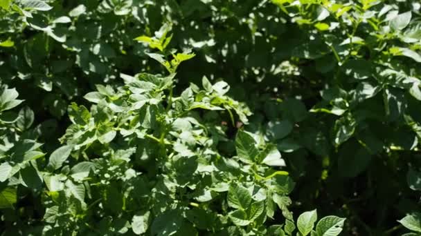 Video Nun Bahçesinde Büyüyen Yeşil Patates Bitkileri Kapatın Organik Tarım — Stok video
