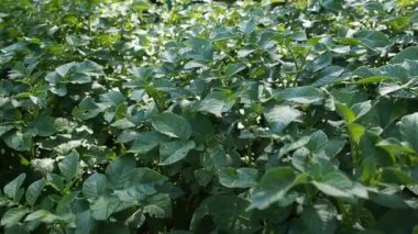 HD VIDEO 'nun bahçesinde büyüyen yeşil patates bitkileri. Kapatın. Organik tarım, sağlıklı yiyecekler, BIO videoları, doğa konseptine dönüş..