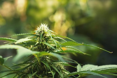 Olgun kenevir bitkisi, Kuzey Işığı. Çiçek açan kadın marihuana çiçeği ve ev yapımı bahçede yetişen yapraklar. Yüzeysel alan derinliği ve bulanık arkaplan. Güneş ışığıyla aydınlatılmış kenevir otu. Yakın plan..