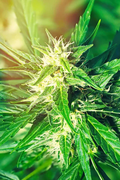 Reife Cannabispflanze Nordlicht Blühende Weibliche Marihuana Blüten Und Blätter Die — Stockfoto