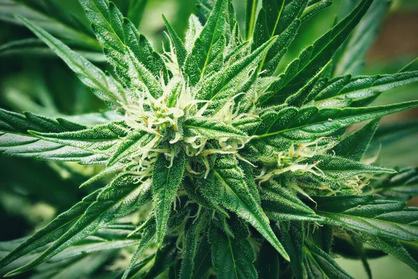 Reife Cannabispflanze Nordlicht Blühende Weibliche Marihuana Blüten Und Blätter Die — Stockfoto