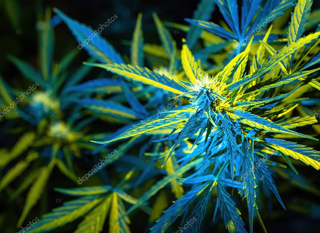 Крупный размер растений марихуаны tor web browser download mac hidra