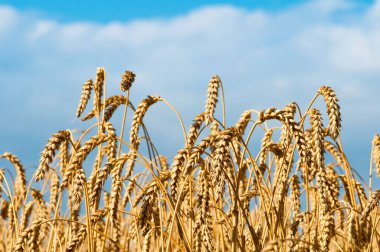 Altın buğday tarlası ve mavi gökyüzü. Bir tarlada yetişmeye hazır sarı mısır gevreği tarlaları. Reklam metniniz için alanı kopyalayın.