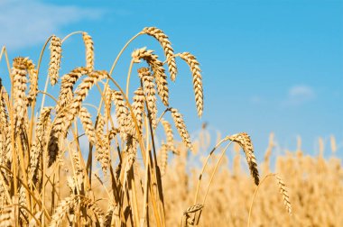 Altın buğday tarlası ve mavi gökyüzü. Bir tarlada yetişmeye hazır sarı mısır gevreği tarlaları. Reklam metniniz için alanı kopyalayın.