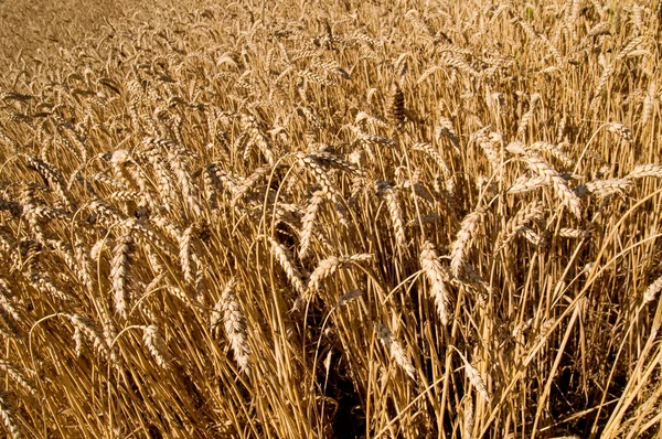 Fondo Campo Grano Oro Sullo Sfondo Spighe Mature Campi Cereali — Foto Stock