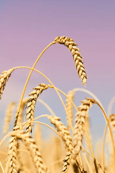 Gold wheat field and pink sky. Backdrop of ripening ears of yellow cereal field ready for harvest growing in a farm field. Copy space for your advertising text message.