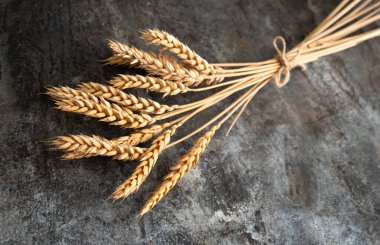 Buğday bitkisinin olgun kulaklarını kapatın. Kırsal metal arka planında altın çiviler.