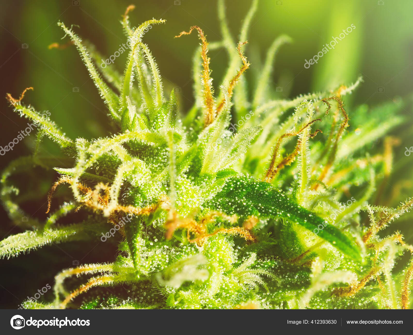 成熟的大麻植物宏观北极光开花的女性大麻花蕾大的科拉花有明显的白色雌蕊毛和琥珀色三叶草被阳光照得发亮的大麻四后续行动
