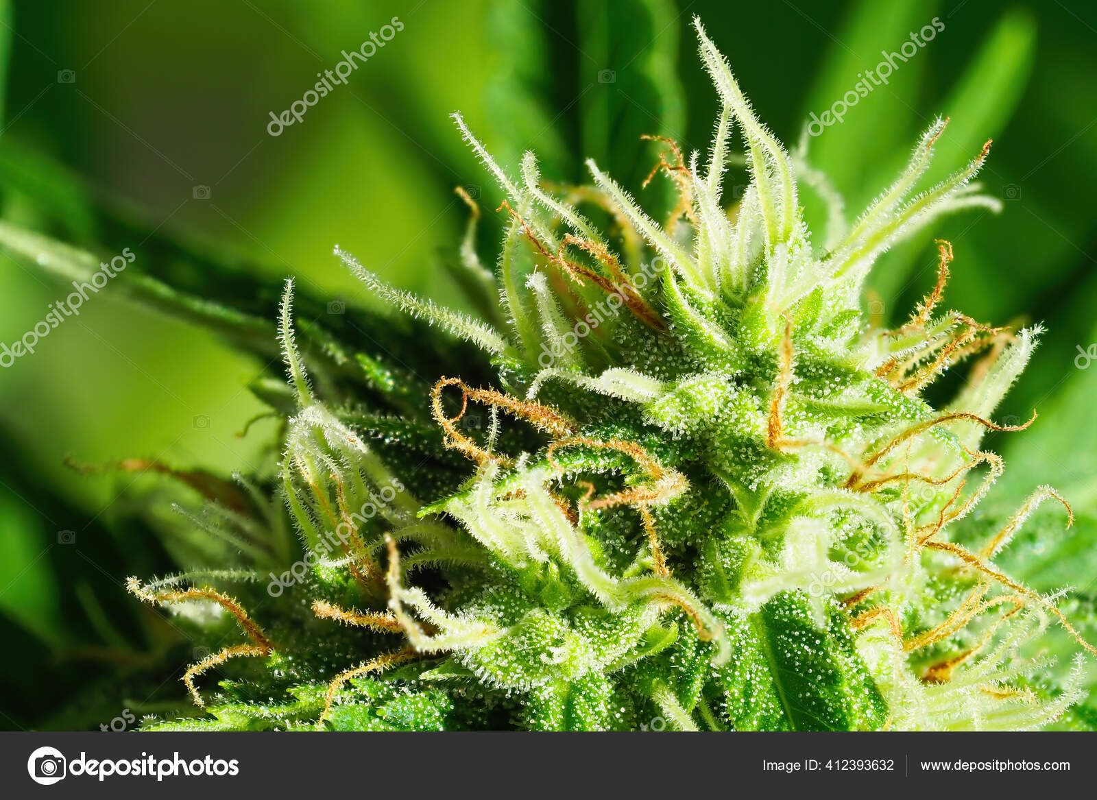 成熟的大麻植物宏观北极光开花的女性大麻花蕾大的科拉花有明显的白色雌蕊毛和琥珀色三叶草被阳光照得发亮的大麻四后续行动