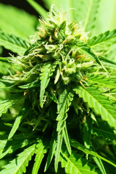 Planta Madura Cannabis Macro Northern Light Marihuana Femenina Floreciente Con — Foto de Stock