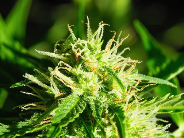 Planta Madura Cannabis Macro Northern Light Marihuana Femenina Floreciente Con — Foto de Stock