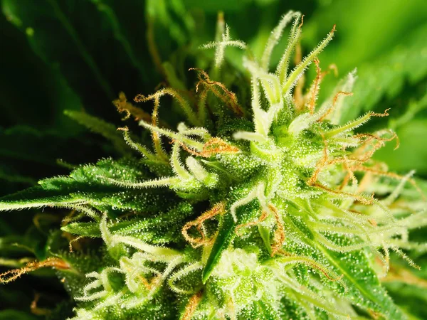 Reife Cannabispflanze Makro Nordlicht Blühendes Weibliches Marihuana Mit Großen Knospen — Stockfoto