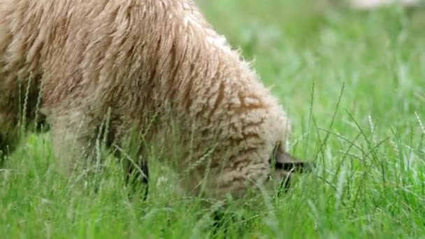 Jeune Bélier Secousses Mâcher Manger Herbe Verte Fraîche Dans Jardin — Video