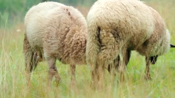 Dua Ekor Domba Jantan Muda Berkedut Mengunyah Dan Makan Rumput — Stok Video