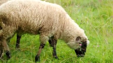 4K VIDEO 'daki çiftliğin bahçesinde seğiren, çiğneyen ve taze yeşil çimen yiyen iki genç koç. Otlaktaki genç koyunlar. Organik BIO tarımı, hayvan hakları, doğa kavramına dönüş..
