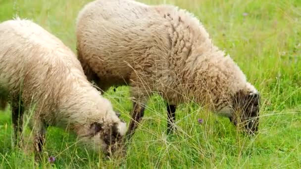 4Kビデオでは 農場の庭で新鮮な緑の草を噛んだり食べたりしている2人の若いラムがチクチクしています 牧草地で若い羊 有機Bio農業 動物の権利 自然概念に戻る — ストック動画