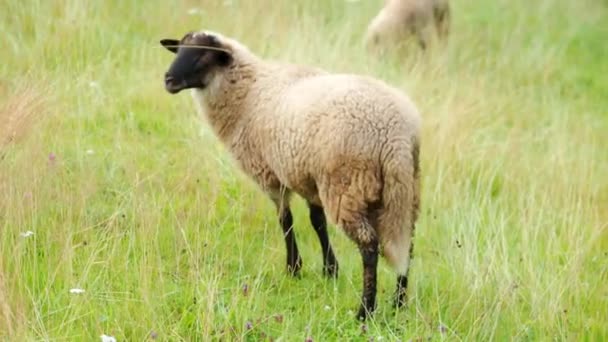Молодой Баран Бегает Саду Фермы Видео Молодая Овца Пастбище Органическое — стоковое видео