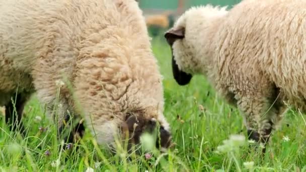 Dois Carneiros Jovens Contorcendo Mastigando Comendo Grama Verde Fresca Jardim — Vídeo de Stock