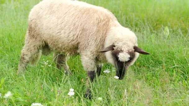 Jonge Ram Trekkend Kauwend Etend Vers Groen Gras Tuin Van — Stockvideo