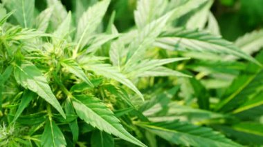 Olgun kenevir bitkisi - kenevir - 4K VIDEO 'da. Çiçek açan kadın marihuana çiçeği ve ev yapımı bahçede yetişen yapraklar. Yüzeysel alan derinliği ve bulanık arkaplan. Güneş ışığıyla aydınlatılmış. Yakın plan..
